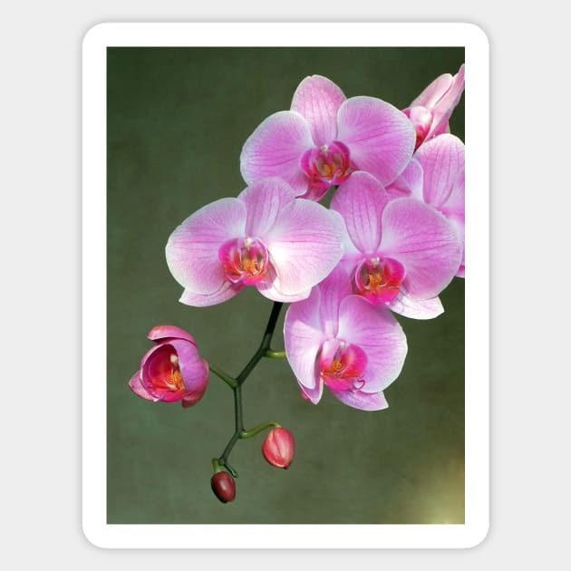 Pink orchid flowers Sticker by pinkal